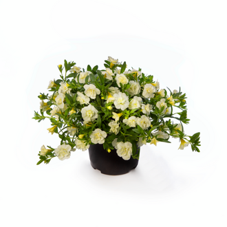 Calibrachoa Hybrida - Callie® Double White 