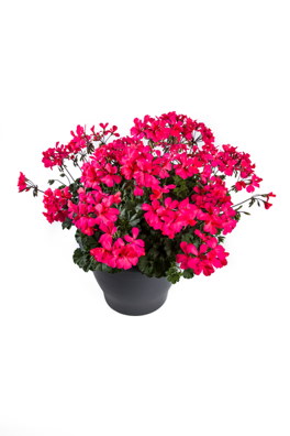 Muškát interspecifický - Calliope® Landscape Rose 