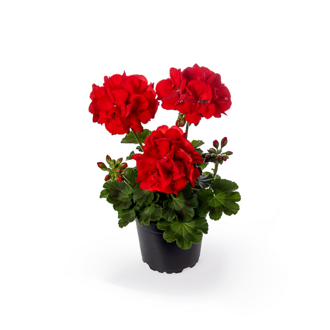 Muškát interspecifický - Calliope® M Red 