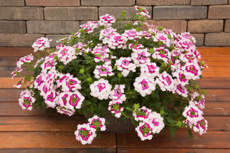 Verbena hybrida - Lanai® Twister Cherry Blossom 