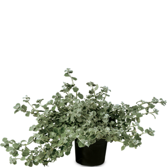 Helichrysum petiolare - Petiolare Blue Green Leaved 