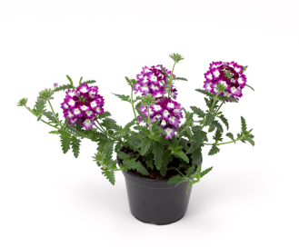 Verbena hybrida - Lanai® Cyclops Purple 