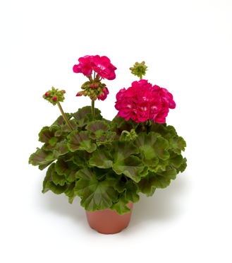 Muškát interspecifický - Calliope® M Hot Pink 