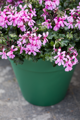 Muškát interspecifický - Calliope® Cascade Dark Pink 
