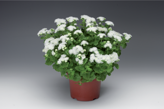 Ageratum houstonianum - Artist® Basso White 