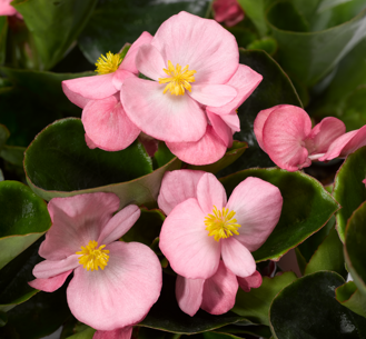 Begonia semperflorens - Topspin Pink 