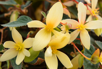 Begonia boliviensis - Bossa Nova Yellow 
