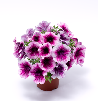 Petunia hybrida - Sanguna® Rose Vein Imp. 
