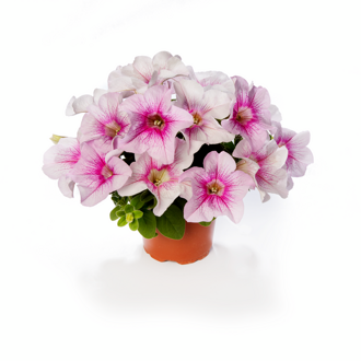 Petunia hybrida - Sanguna® Mega Pink Vein 
