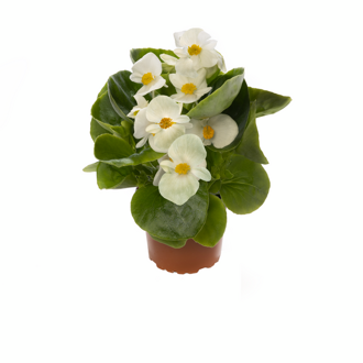 Begonia semperflorens - Ascot White 