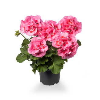 Muškát interspecifický - Calliope® M Pink Splash 
