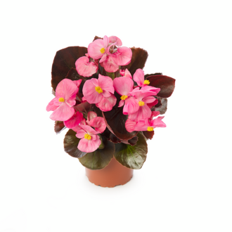 Begonia semperflorens - Ascot Bronze Pink 