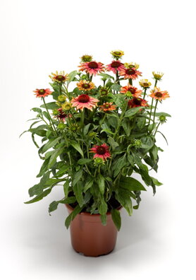 Třapatkovka nachová `LTD Prairie Blaze Orange Sunset`