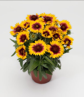 Kokarda osinatá `Sunrita Yellow Red Ring`