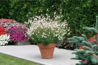 Svíčkovec `Geyser White`