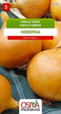 Cibule kuchyňská - Hiberna