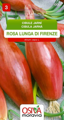Cibule kuchyňská - Rosa Lunga di Firenze