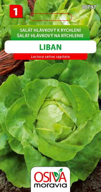 Salát hlávkový - Liban