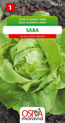 Salát hlávkový - Saba