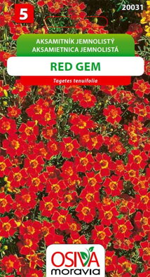 Aksamitník jemnolistý - Red gem