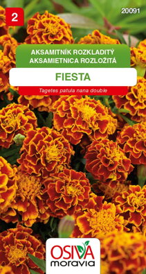 Aksamitník rozkladitý - Fiesta - červenohnědá