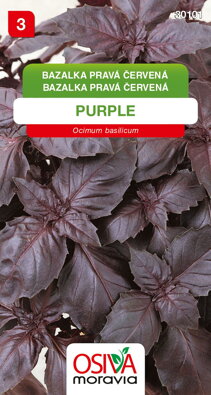 Bazalka pravá červená - Purple