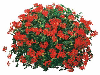Převislý muškát - Cascade® Feuer