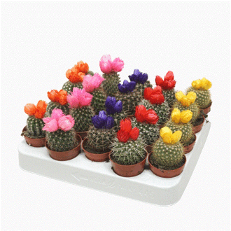 Cactus dryflowers mix