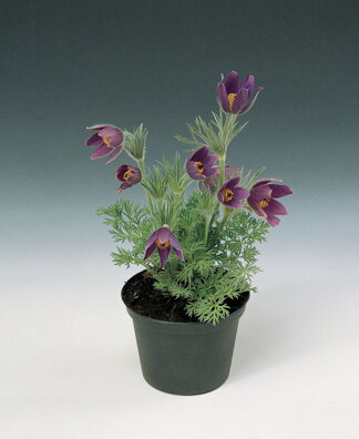 Koniklec obecný `Blue-Violet`