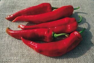 Paprika setá  - Lipari