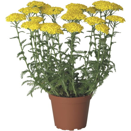 Řebříček obecný `Desert Eve Yellow`