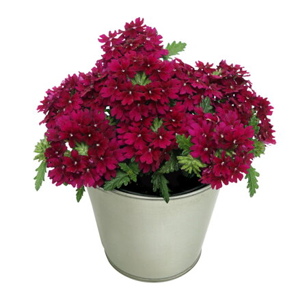 Verbena cultivars - Drums® Purple Red