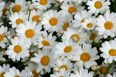 Argyranthemum cultivars - LaRita® Early White