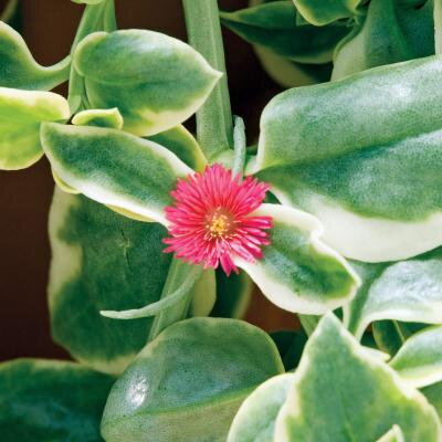 Aptenia cordifolia `Mezoo`