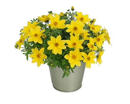 Bidens ferulifolia - Eldoro Compact Yellow