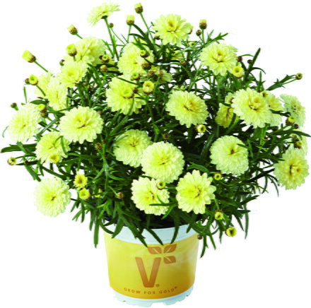 Argyranthemum frutescens - Aramis® Double Primrose