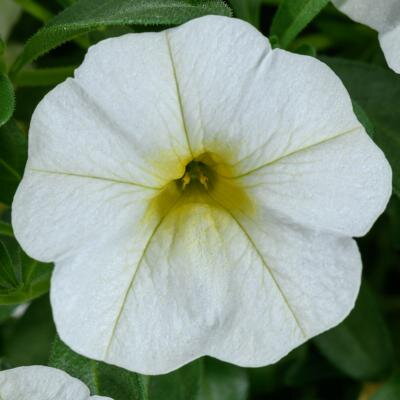 Calibrachoa Hybrida - Cabrio Blizzard