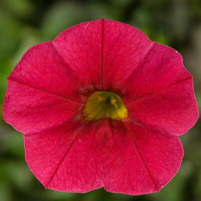 Calibrachoa Hybrida - Cabrio Dark Red