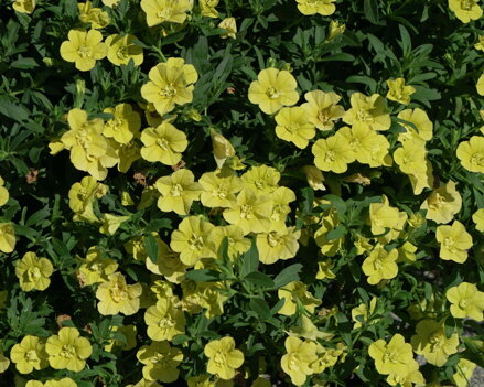 Calibrachoa Hybrida - MiniFamous® Neo Double Yellow