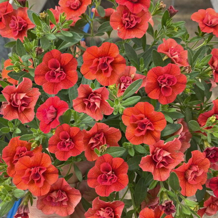 Calibrachoa Hybrida - MiniFamous® Neo Double Orange