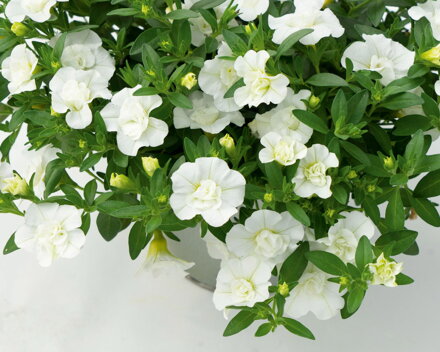 Calibrachoa Hybrida - MiniFamous® Uno Double White