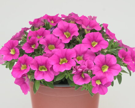 Calibrachoa Hybrida - MiniFamous® Uno Pink '24