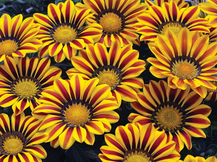 Gazania rigens - Big Kiss Yellow Flame 