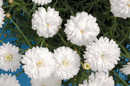 Argyranthemum frutescens - Molimba® C Double White