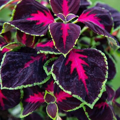 Solenostemon scutellarioides - Mezmerize Chocolate Rose