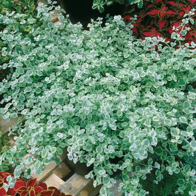 Helichrysum petiolare - Microphyllum Silver