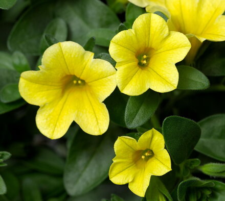 Calibrachoa Hybrida - Cabrio Yellow