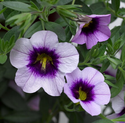 Calibrachoa Hybrida - Cabrio Eclipse Lilac