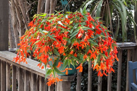 Begonia boliviensis - Bossa Nova Orange