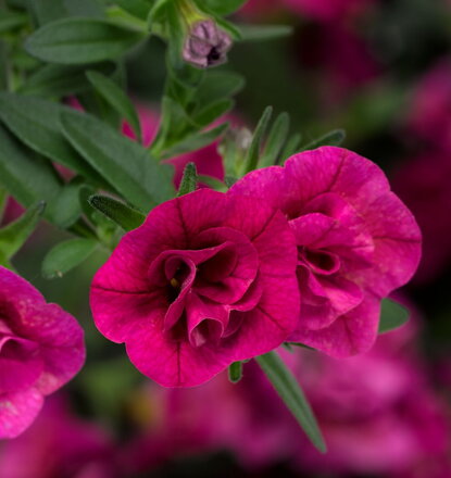 Calibrachoa Hybrida - Callie® Double Rose